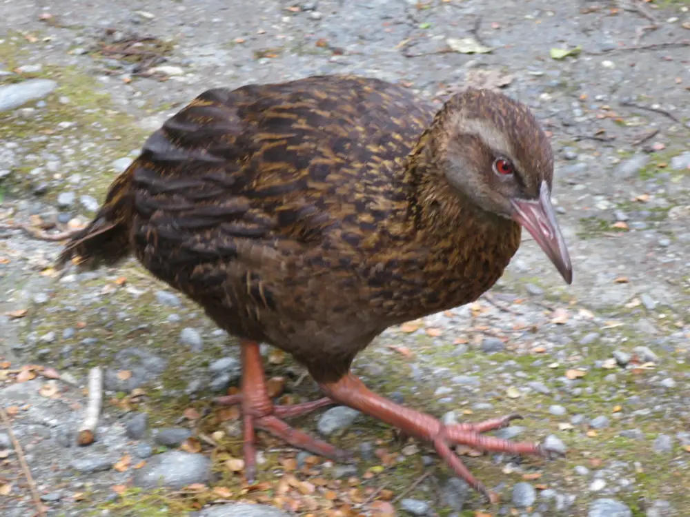 ミルフォードトラックで発見された飛べない鳥ウエカ
